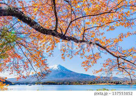 河口湖畔の紅葉と富士山 137553852
