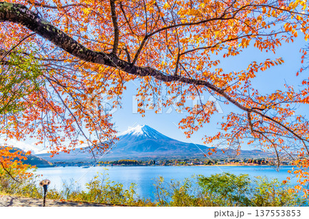 河口湖畔の紅葉と富士山 137553853