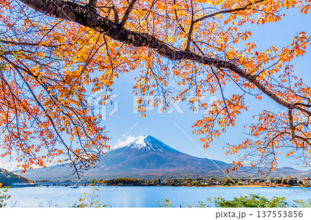 河口湖畔の紅葉と富士山 137553856