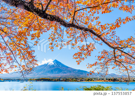 河口湖畔の紅葉と富士山 137553857