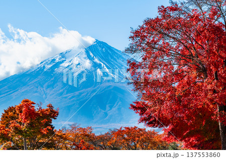 河口湖畔の紅葉と富士山 137553860