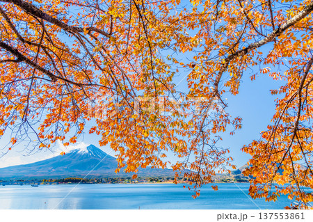 河口湖畔の紅葉と富士山 137553861