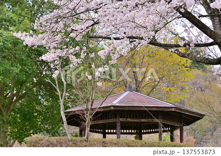 満開の矢瀬遺跡の桜 群馬県みなかみ町 満開の矢瀬遺跡の桜 群馬県みなかみ町 137553873