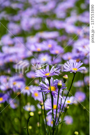 北山友禅菊 北山友禅菊 137553890