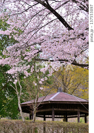 満開の矢瀬遺跡の桜　群馬県みなかみ町　　　　 137553897