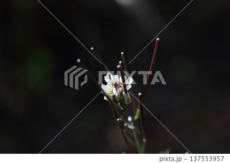 ミチタネツケバナ ミチタネツケバナ 137553957