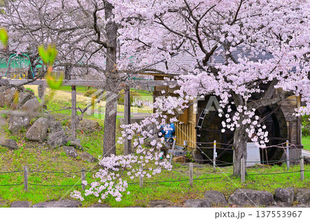 満開の矢瀬遺跡の桜と水車小屋　群馬県みなかみ町　　　　 137553967