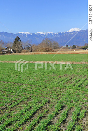早春の安曇野と北アルプス 早春の安曇野と北アルプス 137554007