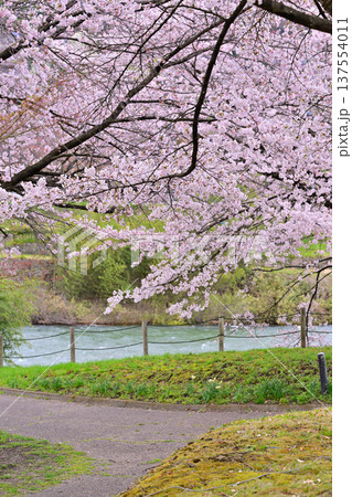 矢瀬遺跡から利根川　満開の桜　群馬県みなかみ町　　　　 137554011
