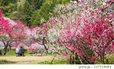 阿智村・花桃の里 137554064