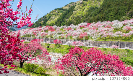 阿智村・花桃の里 137554066