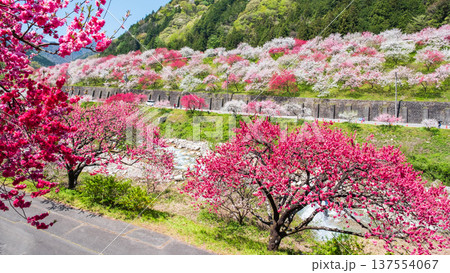 阿智村・花桃の里 阿智村・花桃の里 137554067