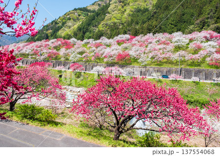 阿智村・花桃の里 137554068