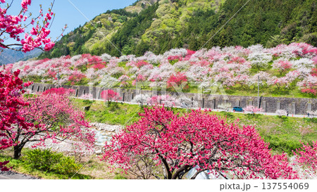 阿智村・花桃の里 137554069