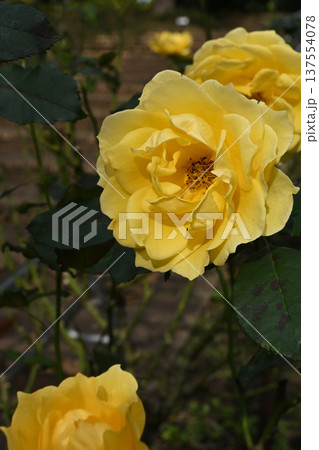 ゴールドバニー・バラ ゴールドバニー・バラ 137554078