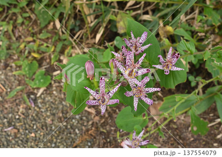ホトトギス ホトトギス 137554079