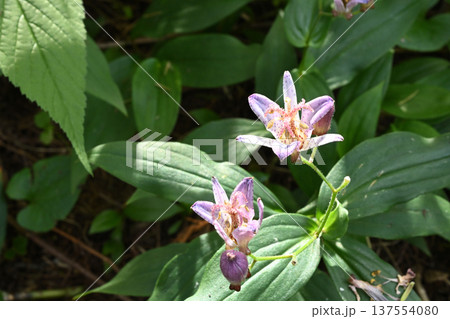 ホトトギス 137554080