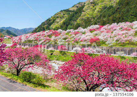 阿智村・花桃の里 阿智村・花桃の里 137554106
