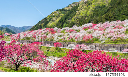 阿智村・花桃の里 137554108