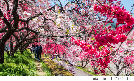 阿智村・花桃の里 137554132
