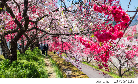 阿智村・花桃の里 137554135