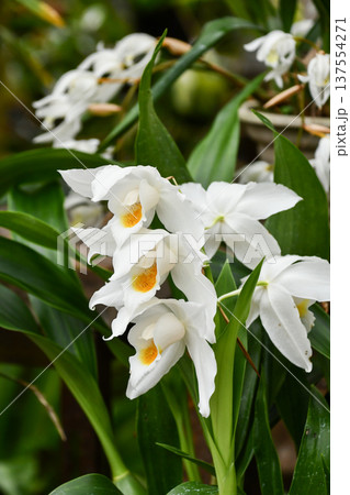 セロジネ・ムーアアナ Coelogyne mooreana セロジネ・ムーアアナ Coelogyne mooreana 137554271