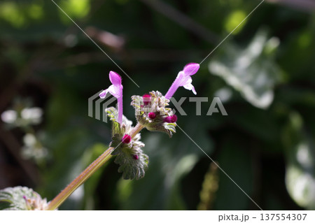 ホトケノザ ホトケノザ 137554307