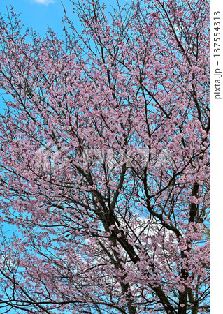 満開の矢瀬遺跡の桜　群馬県みなかみ町　　　　 137554313
