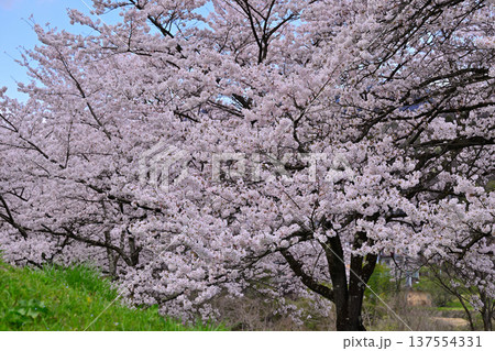 満開の矢瀬遺跡の桜　群馬県みなかみ町　　　　 137554331