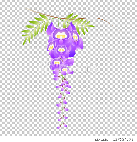 紫藤花 紫藤花 137554373