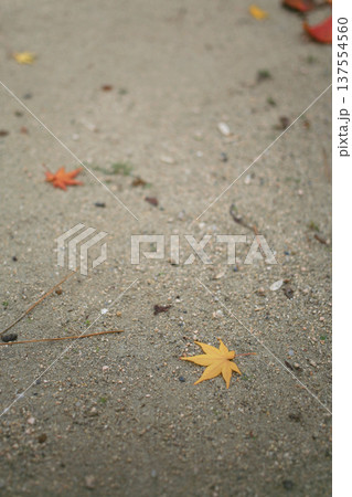 砂浜のもみじの葉 砂浜のもみじの葉 137554560