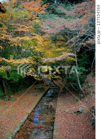 モミジの沢と野生のシカ モミジの沢と野生のシカ 137554569