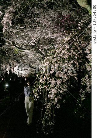 徳佐八幡宮の夜桜と女性 徳佐八幡宮の夜桜と女性 137554580