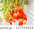 ハウス栽培　イチゴ 137554628