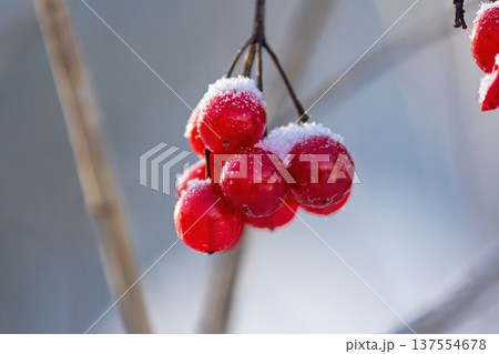 Glistening red viburnum berries, beautifully dusted with fresh snow, capture the radiant winter sunlight. A striking natural spectacle of frosty elegance 137554678
