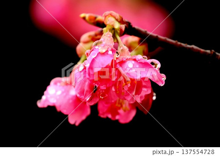 雨粒宿す「河津桜」 137554728