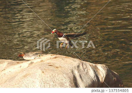 オシドリのオス 137554805