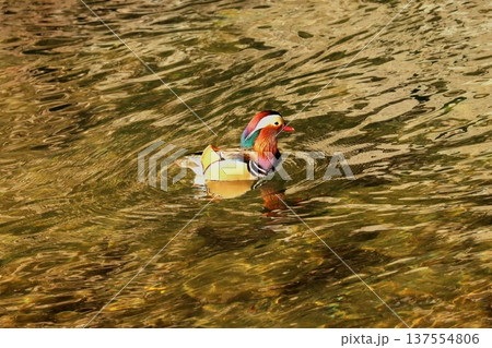 優雅に泳ぐオシドリのオス 137554806