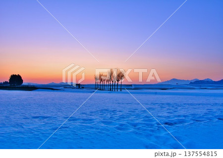 雪原のハサ木朝焼けの夜明け 137554815