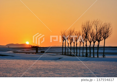 雪原のハサ木朝焼けの夜明け 137554817