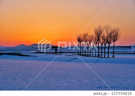 雪原のハサ木朝焼けの夜明け 137554818