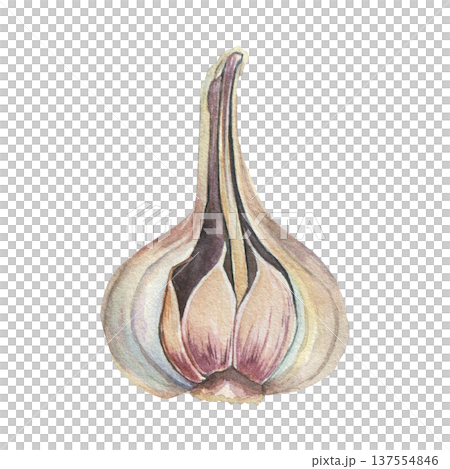 Fresh garlic cloves and head, isolated image, watercolor illustration on white background. For textile design, prints and banners Fresh garlic cloves and head, isolated image, watercolor illustration on white background. For textile design, prints and banners 137554846