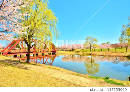 満開に咲く長岡市越路河川公園の桜 満開に咲く長岡市越路河川公園の桜 137555069