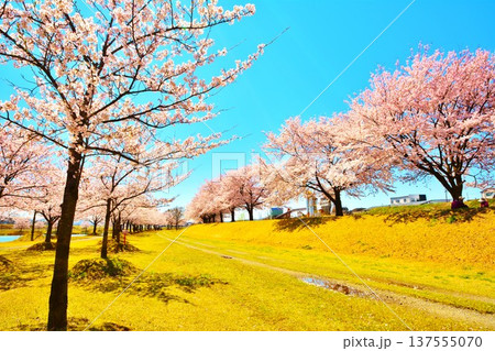 満開に咲く長岡市越路河川公園の桜 満開に咲く長岡市越路河川公園の桜 137555070