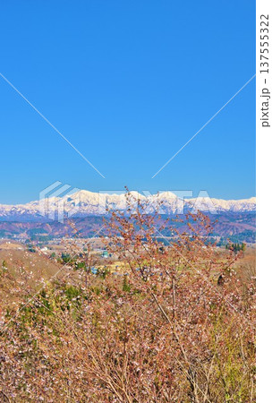 早春の山桜咲く小千谷山本山高原・残雪の越後三山山並み 137555322