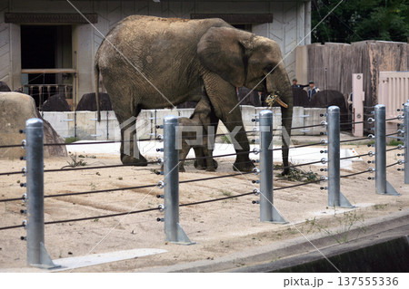 母乳を飲む小象 137555336