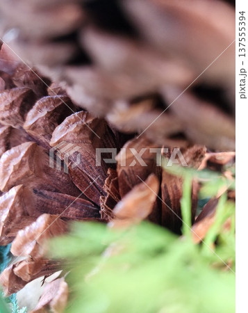 Pine cones seen up close 137555394