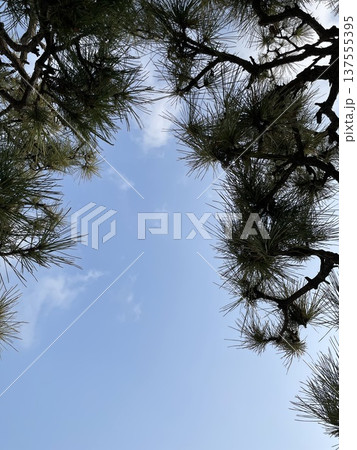 sky with pine trees 137555395
