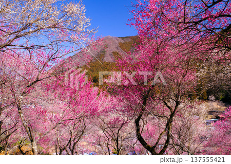 カラフルな梅の花 137555421