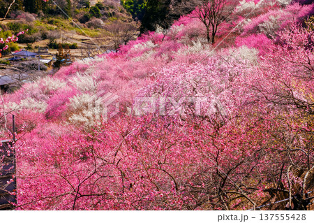 カラフルな梅の花 カラフルな梅の花 137555428